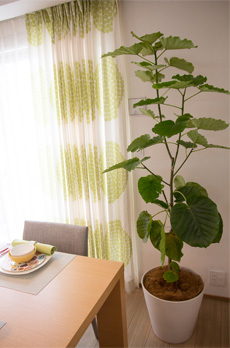 室内に置かれた観葉植物の写真